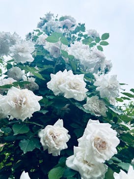 京成バラ園に投稿された画像（2024/5/12）