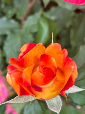 京成バラ園に投稿された画像（2024/5/12）