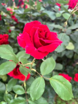 京成バラ園に投稿された画像（2024/5/12）