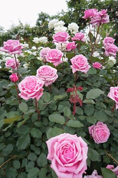 京成バラ園に投稿された画像（2024/5/12）