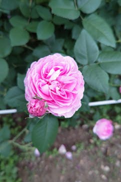 京成バラ園に投稿された画像（2024/5/12）