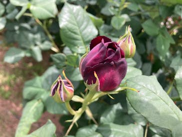 いばらきフラワーパークに投稿された画像（2024/5/12）