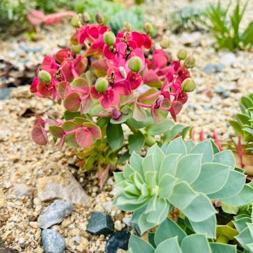 浜名湖花博2024に投稿された画像（2024/5/12）