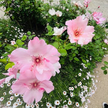 浜名湖花博2024に投稿された画像（2024/5/12）