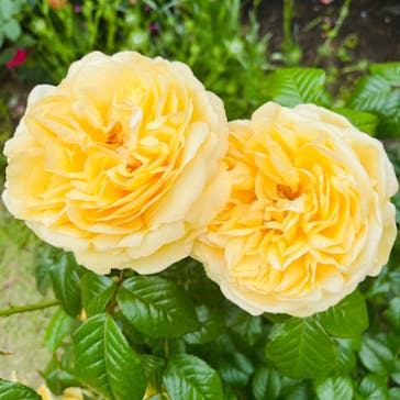 浜名湖花博2024に投稿された画像（2024/5/12）