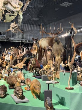 特別展「大哺乳類展３－わけてつなげて大行進」に投稿された画像（2024/5/12）