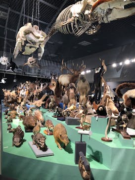 特別展「大哺乳類展３－わけてつなげて大行進」に投稿された画像（2024/5/12）