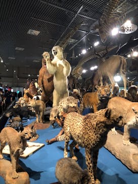 特別展「大哺乳類展３－わけてつなげて大行進」に投稿された画像（2024/5/12）