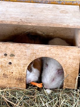 那須ワールドモンキーパークに投稿された画像（2024/5/12）