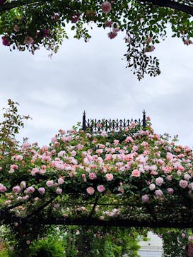 横浜イングリッシュガーデンに投稿された画像（2024/5/12）