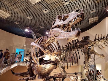 国立科学博物館に投稿された画像（2024/5/12）
