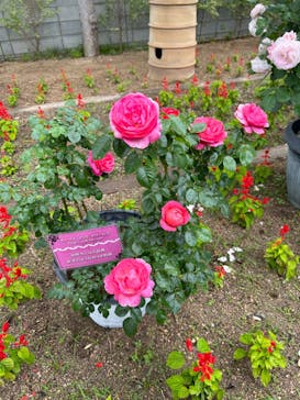 神戸どうぶつ王国に投稿された画像（2024/5/12）