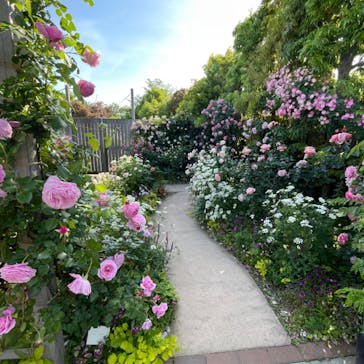 横浜イングリッシュガーデンに投稿された画像（2024/5/12）