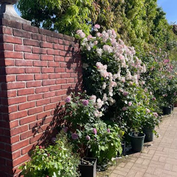 横浜イングリッシュガーデンに投稿された画像（2024/5/12）