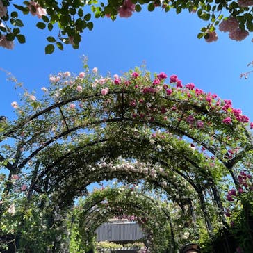 横浜イングリッシュガーデンに投稿された画像（2024/5/12）