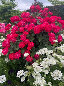 浜名湖花博2024に投稿された画像（2024/5/12）