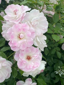 浜名湖花博2024に投稿された画像（2024/5/12）