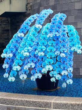 浜名湖花博2024に投稿された画像（2024/5/12）