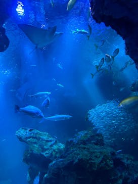 京都水族館に投稿された画像（2024/5/12）