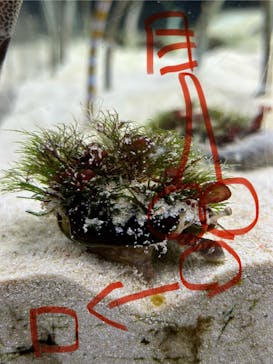 京都水族館に投稿された画像（2024/5/12）