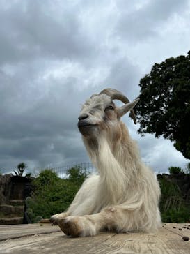 伊豆シャボテン動物公園に投稿された画像（2024/5/12）