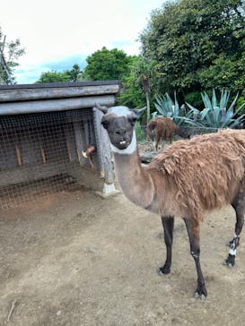 伊豆シャボテン動物公園に投稿された画像（2024/5/12）