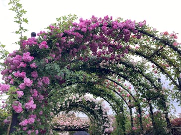 横浜イングリッシュガーデンに投稿された画像（2024/5/12）