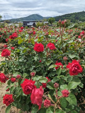 いばらきフラワーパークに投稿された画像（2024/5/12）