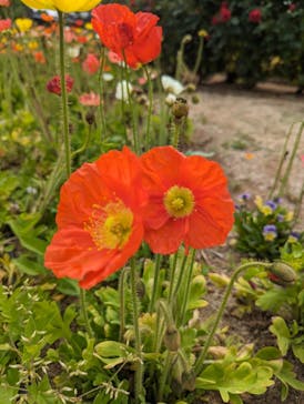 いばらきフラワーパークに投稿された画像（2024/5/12）