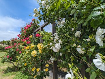 いばらきフラワーパークに投稿された画像（2024/5/12）