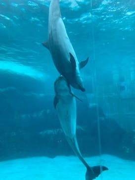 名古屋港水族館に投稿された画像（2024/5/12）