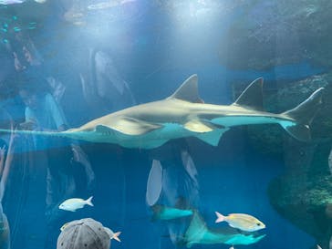 マクセル アクアパーク品川に投稿された画像（2024/5/12）