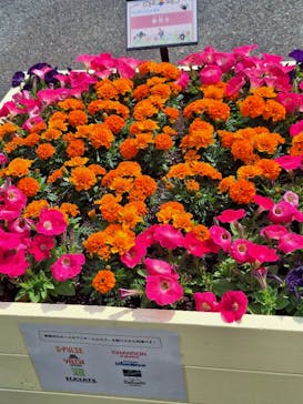 浜名湖花博2024に投稿された画像（2024/5/12）