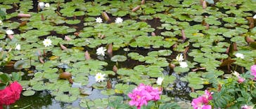 浜名湖花博2024に投稿された画像（2024/5/12）