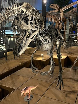 福井県立恐竜博物館に投稿された画像（2024/5/12）