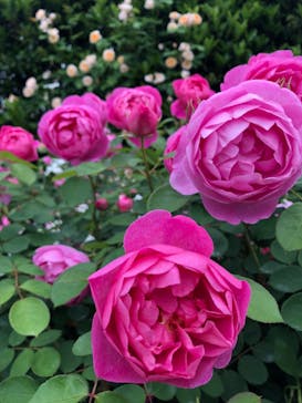 浜名湖花博2024に投稿された画像（2024/5/12）