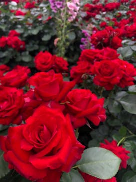 浜名湖花博2024に投稿された画像（2024/5/12）