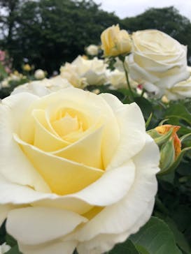 浜名湖花博2024に投稿された画像（2024/5/12）