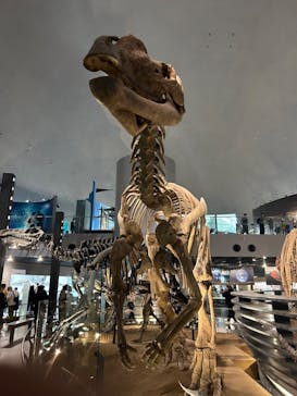 福井県立恐竜博物館に投稿された画像（2024/5/12）