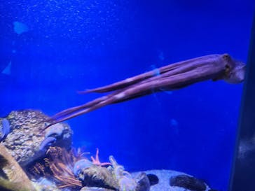 新江ノ島水族館に投稿された画像（2024/5/12）