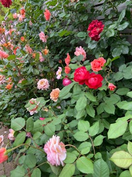 横浜イングリッシュガーデンに投稿された画像（2024/5/12）