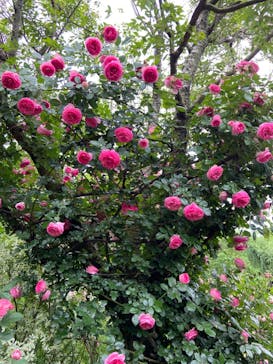 横浜イングリッシュガーデンに投稿された画像（2024/5/12）