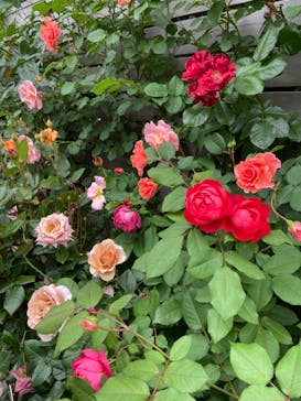 横浜イングリッシュガーデンに投稿された画像（2024/5/12）