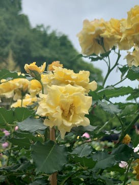 浜名湖花博2024に投稿された画像（2024/5/13）