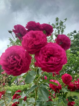 浜名湖花博2024に投稿された画像（2024/5/13）