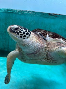 仙台うみの杜水族館に投稿された画像（2024/5/13）