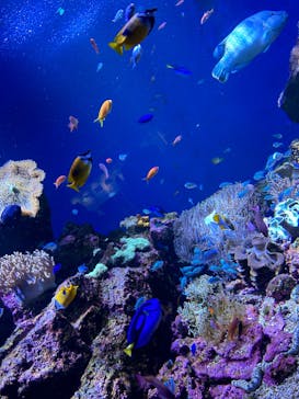 仙台うみの杜水族館に投稿された画像（2024/5/13）