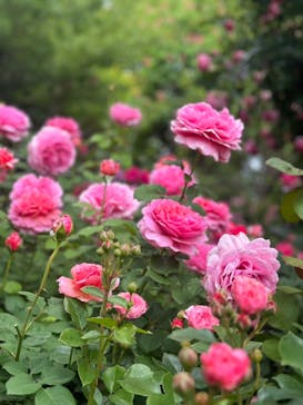 横浜イングリッシュガーデンに投稿された画像（2024/5/13）