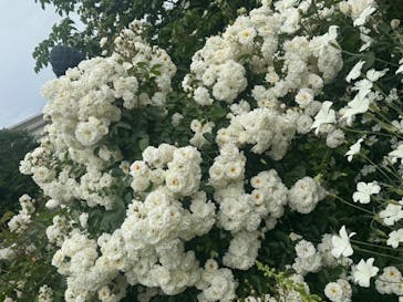 横浜イングリッシュガーデンに投稿された画像（2024/5/13）