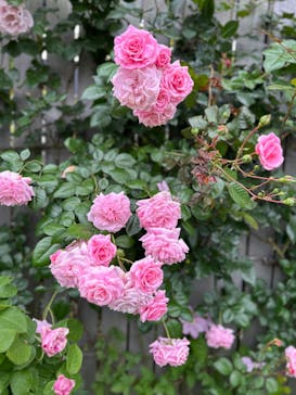 横浜イングリッシュガーデンに投稿された画像（2024/5/13）